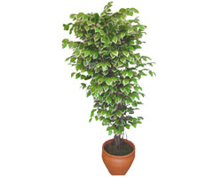 Ficus zel Starlight 1,75 cm   Nevehir ucuz iek gnder 