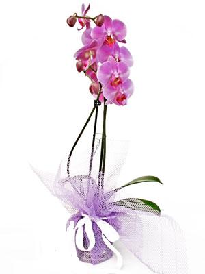 Nevehir internetten iek sat  Kaliteli ithal saksida orkide