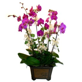  Nevehir ucuz iek gnder  4 adet orkide iegi