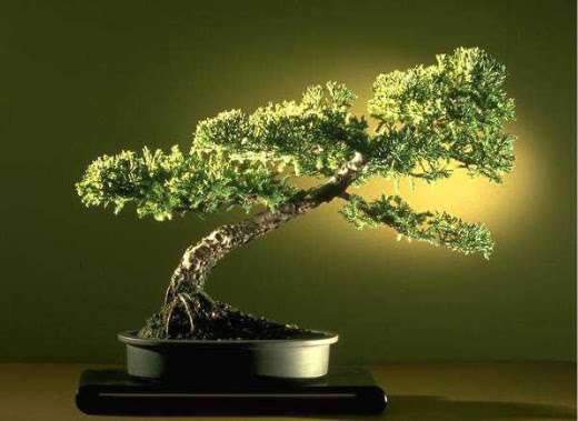 ithal bonsai saksi iegi  Nevehir nternetten iek siparii 