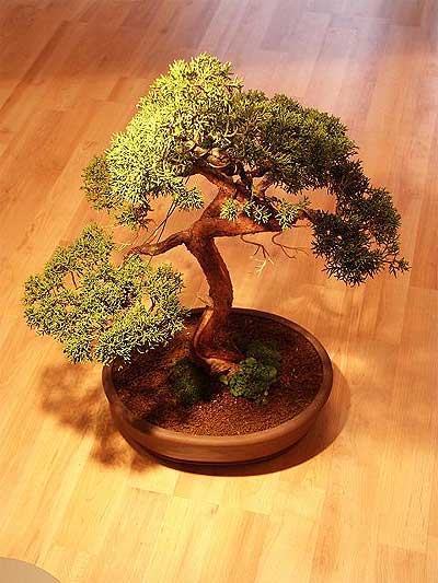 ithal bonsai saksi iegi  Nevehir online iek gnderme sipari 