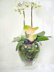  Nevehir gvenli kaliteli hzl iek  Cam yada mika vazoda zel orkideler