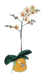  Nevehir iek , ieki , iekilik  Phalaenopsis Orkide ithal kalite