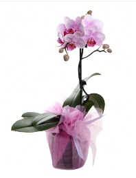 1 dal pembe orkide saksı çiçeği  Nevşehir cicek , cicekci 