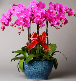 7 dall mor orkide  Nevehir internetten iek siparii 