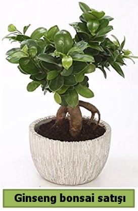 Ginseng bonsai japon aac sat  Nevehir kaliteli taze ve ucuz iekler 