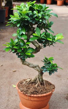 Orta boy bonsai saks bitkisi  Nevehir ieki telefonlar 