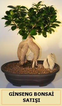 thal Ginseng bonsai sat japon aac  Nevehir iek gnderme sitemiz gvenlidir 