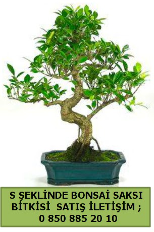 thal S eklinde dal erilii bonsai sat  Nevehir iek maazas , ieki adresleri 