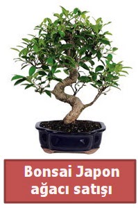 Japon aac bonsai sat  Nevehir iek gnderme sitemiz gvenlidir 