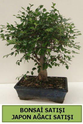 Minyatr bonsai japon aac sat  Nevehir iek online iek siparii 
