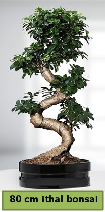 80 cm özel saksıda bonsai bitkisi  Nevşehir kaliteli taze ve ucuz çiçekler 