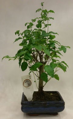 Minyatr bonsai japon aac sat  Nevehir kaliteli taze ve ucuz iekler 