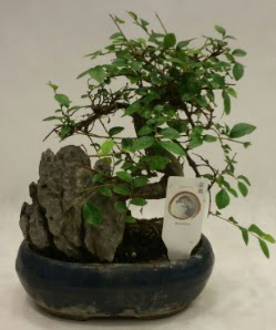 thal 1.ci kalite bonsai japon aac  Nevehir gvenli kaliteli hzl iek 