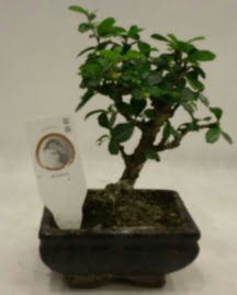 Kk minyatr bonsai japon aac  Nevehir iek maazas , ieki adresleri 