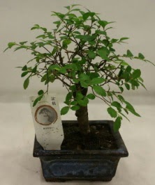 Minyatr ithal japon aac bonsai bitkisi  Nevehir gvenli kaliteli hzl iek 