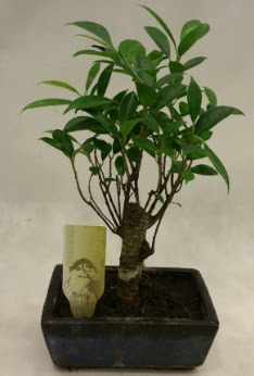 Japon aac bonsai bitkisi sat  Nevehir kaliteli taze ve ucuz iekler 