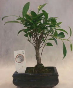 Bonsai japon aac bitkisi sat  Nevehir iek online iek siparii 
