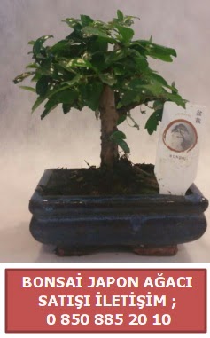 Japon aac minyar bonsai sat  Nevehir gvenli kaliteli hzl iek 