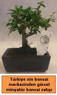 Japon aac bonsai sat ithal grsel  Nevehir iek servisi , ieki adresleri 