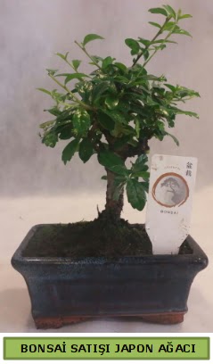 Minyatr bonsai aac sat  Nevehir iek maazas , ieki adresleri 