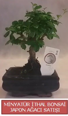 Kk grsel bonsai japon aac bitkisi  Nevehir yurtii ve yurtd iek siparii 