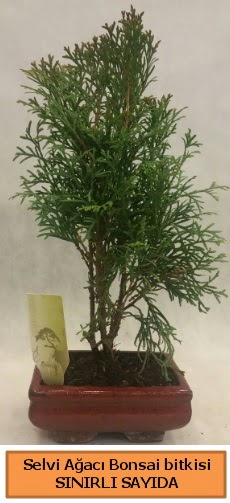Selvi aac bonsai japon aac bitkisi  Nevehir gvenli kaliteli hzl iek 