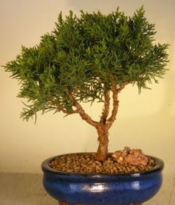 Servi am bonsai japon aac bitkisi  Nevehir iek servisi , ieki adresleri 