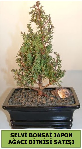 Selvi am japon aac bitkisi bonsai  Nevehir kaliteli taze ve ucuz iekler 