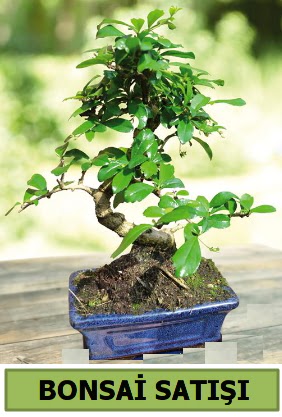 am bonsai japon aac sat  Nevehir gvenli kaliteli hzl iek 