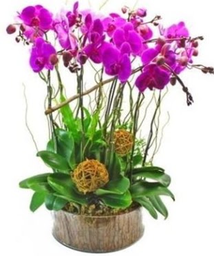 Ahap ktkte lila mor orkide 8 li  Nevehir iek yolla 