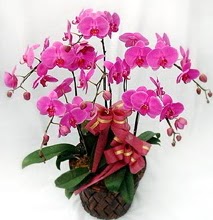 Sepet ierisinde 5 dall lila orkide  Nevehir online ieki , iek siparii 