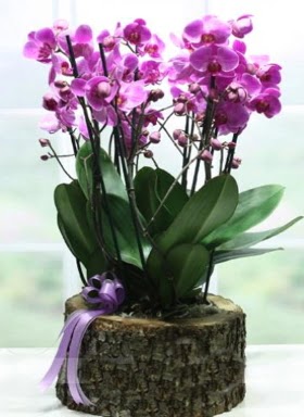 Ktk ierisinde 6 dall mor orkide  Nevehir online ieki , iek siparii 