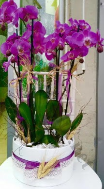 Seramik vazoda 4 dall mor lila orkide  Nevehir iek , ieki , iekilik 