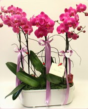 Beyaz seramik ierisinde 4 dall orkide  Nevehir online ieki , iek siparii 