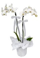2 dall beyaz orkide  Nevehir cicekciler , cicek siparisi 