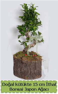 Doal ktkte thal bonsai japon aac  Nevehir iek maazas , ieki adresleri 