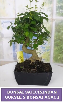 S dal erilii bonsai japon aac  Nevehir gvenli kaliteli hzl iek 