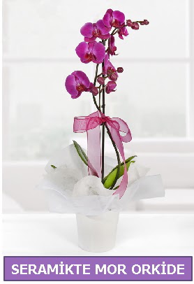 Seramik içerisinde birinci kalite tek dallı mor orkide  Nevşehir hediye sevgilime hediye çiçek 