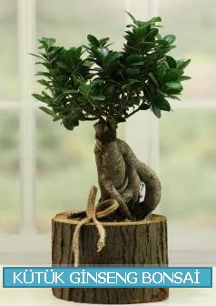 Ktk aa ierisinde ginseng bonsai  Nevehir iek online iek siparii 