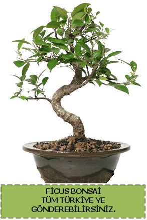 Ficus bonsai  Nevehir iek online iek siparii 