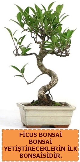 Ficus bonsai 15 ile 25 cm arasndadr  Nevehir iek servisi , ieki adresleri 