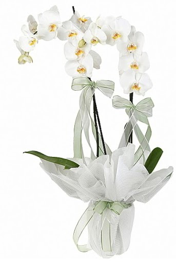 ift Dall Beyaz Orkide  Nevehir internetten iek sat 