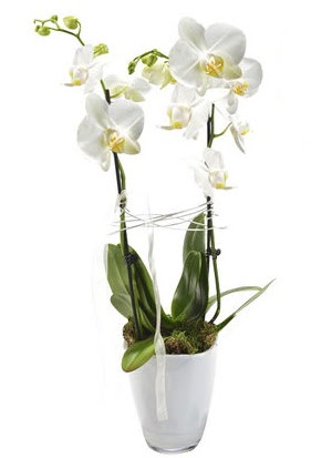 2 dall beyaz seramik beyaz orkide sakss  Nevehir iek online iek siparii 