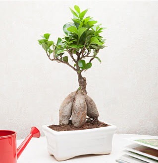 Exotic Ficus Bonsai ginseng  Nevehir iek siparii vermek 