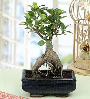 Appealing Ficus Ginseng Bonsai  Nevehir internetten iek sat 