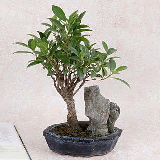 Japon aac Evergreen Ficus Bonsai  Nevehir iek online iek siparii 