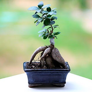 Marvellous Ficus Microcarpa ginseng bonsai  Nevehir iek sat 