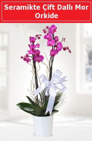 Seramikte Çift Dallı Mor Orkide  Nevşehir internetten çiçek satışı 