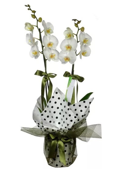 ift Dall Beyaz Orkide  Nevehir iek siparii sitesi 
